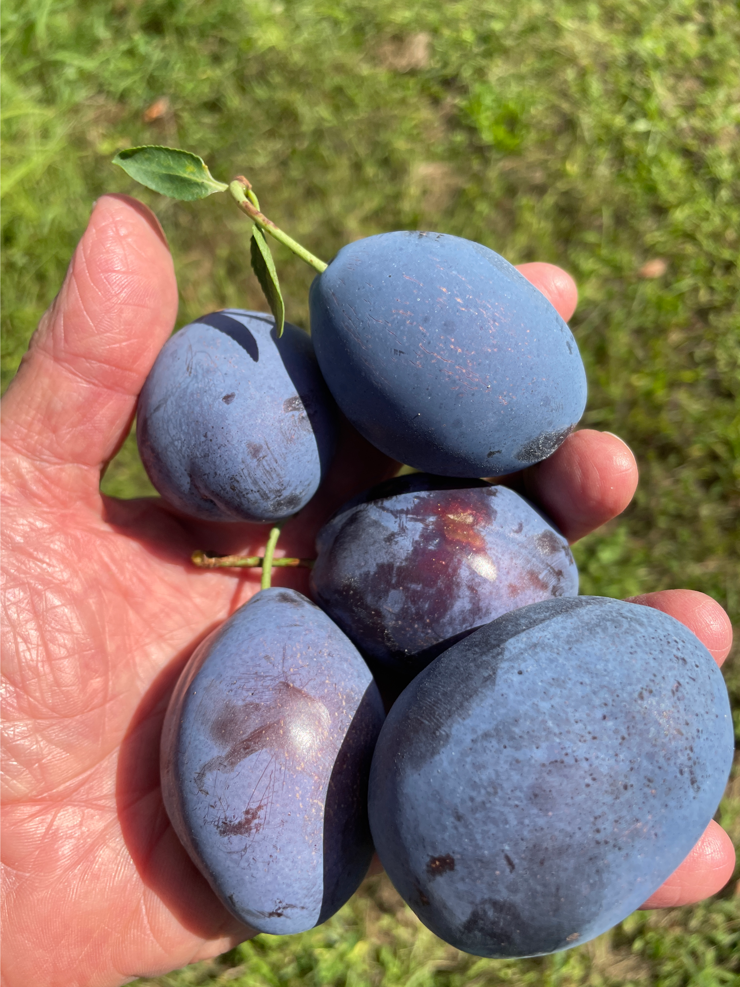 A hand holding several harvested Stanley plums.